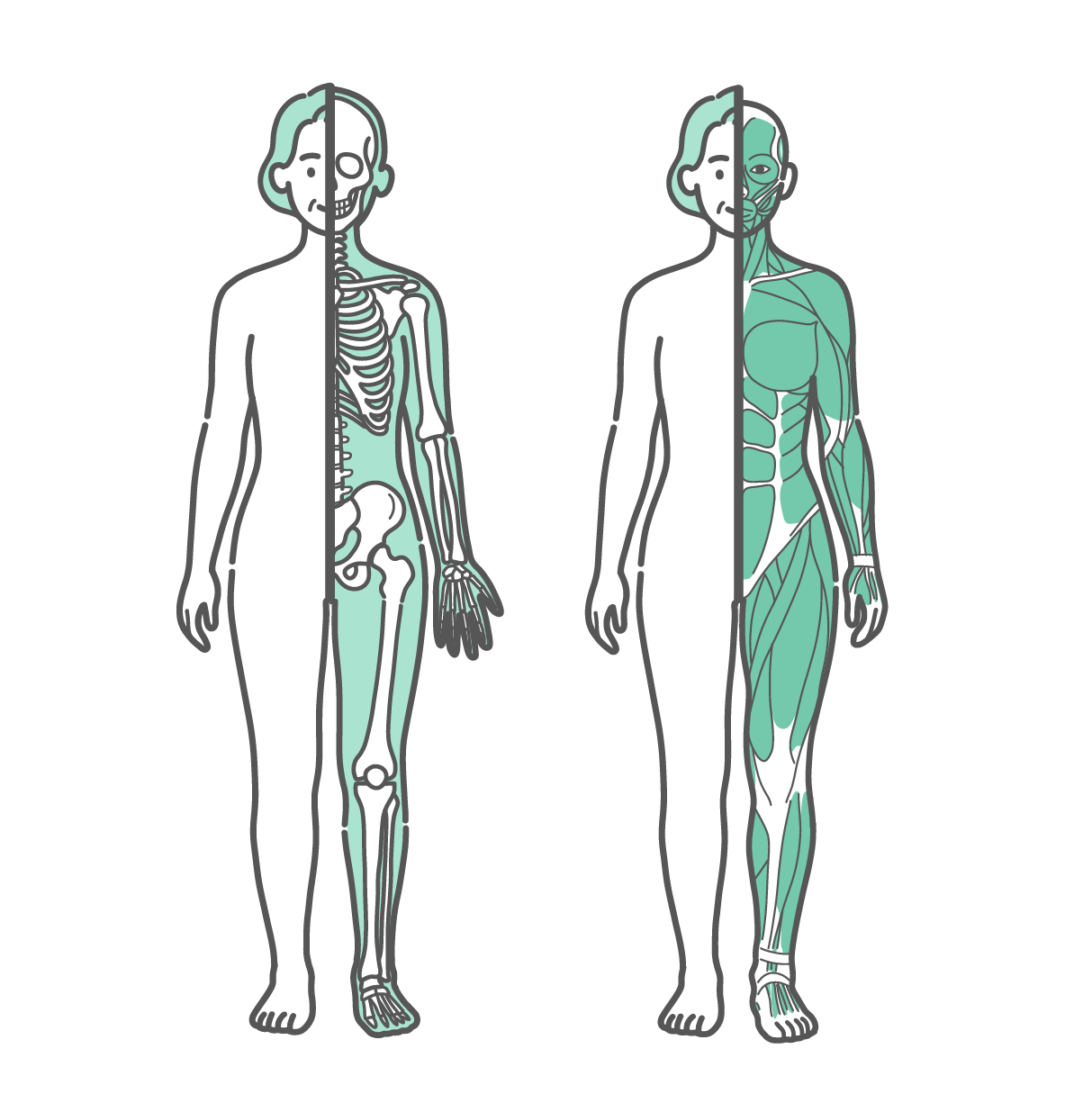 身体の半分が皮膚、もう半分が骨格で描かれたシニア女性のイラストと、身体の半分が皮膚、もう半分が筋肉で描かれたシニア女性のイラストのセット（正面）