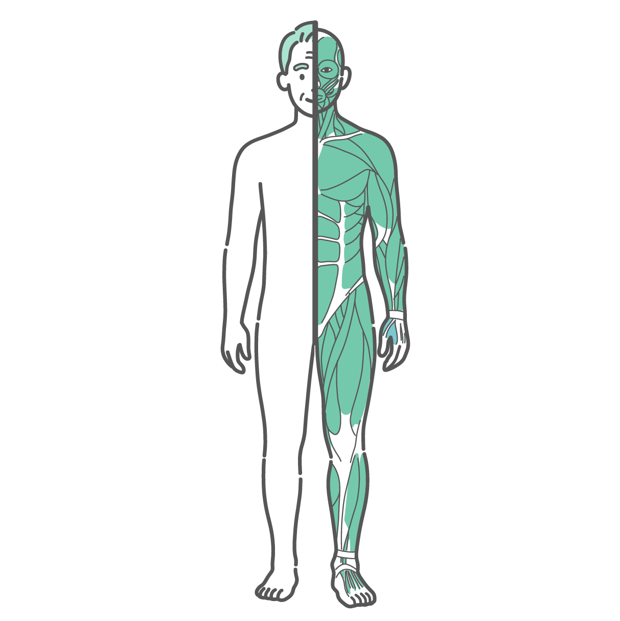 身体の半分が皮膚（外観）、もう半分が筋肉で描かれたシニア男性の全身イラスト（正面）