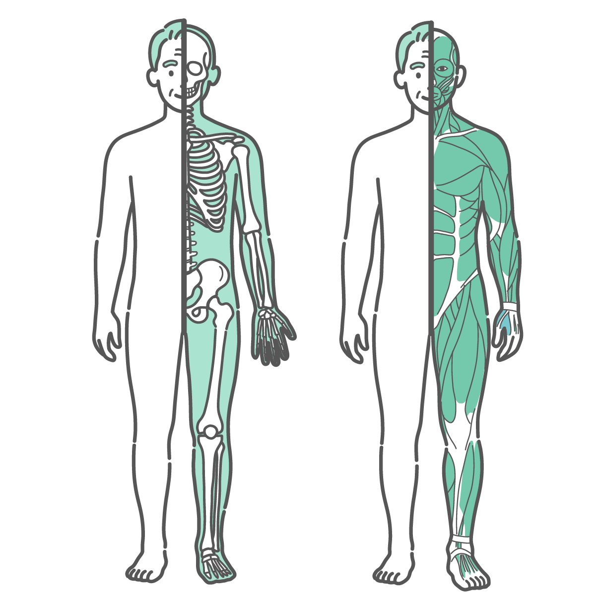 身体の半分が皮膚、もう半分が骨格で描かれたシニア男性のイラストと、身体の半分が皮膚、もう半分が筋肉で描かれたシニア男性のイラストのセット（正面）